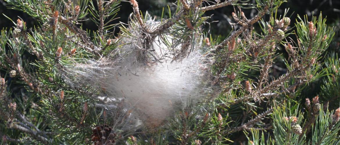 Un nid de chenilles processionnaires. Crédit photo : Marianne Casmance