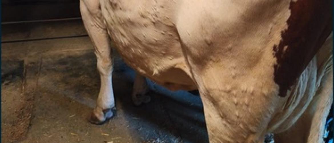 Nodules mimant la maladie qui peuvent disparaître au bout de quelques jours. Contacter son vétérinaire. (Crédit GTV Aura)