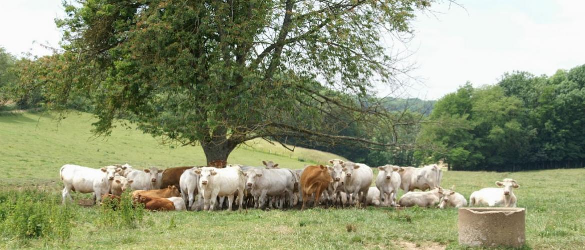 Loin des clichés véhiculés par les détracteurs de l’élevage, des paysages naturels entretenus et préservés. Crédit photo : A.Coronel