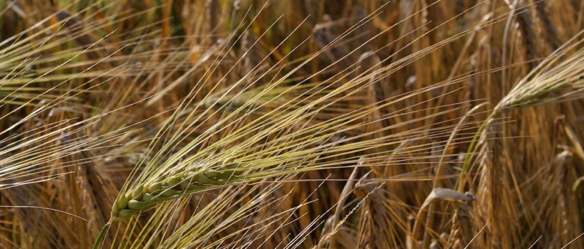 La piste de la sélection variétale sur l'efficience de la photosynthèse et la répartition de la chlorophyle ouvre de nouvelles perspectives.