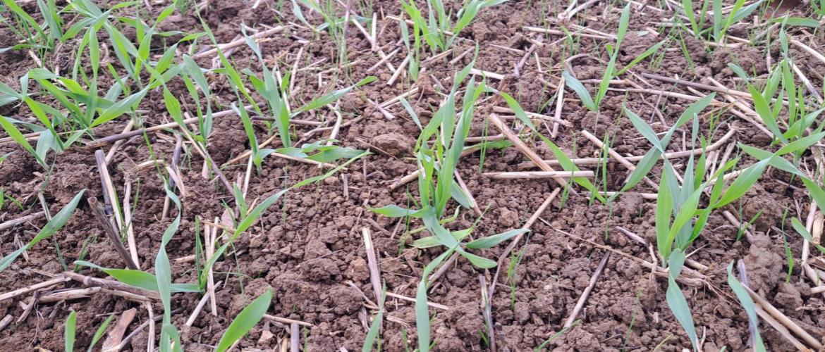 Levée de vulpins dans une orge. Crédit photo : Emeric Courbet