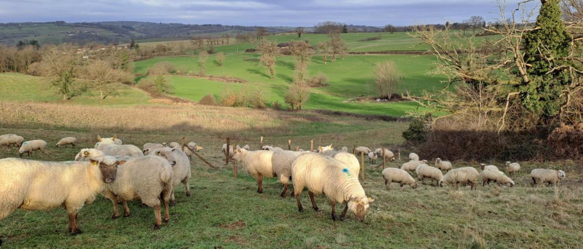 En hiver, le risque de transmission des strongles digestifs d’une espèce à l’autre peut être considéré comme nul. CP : CIIRPO