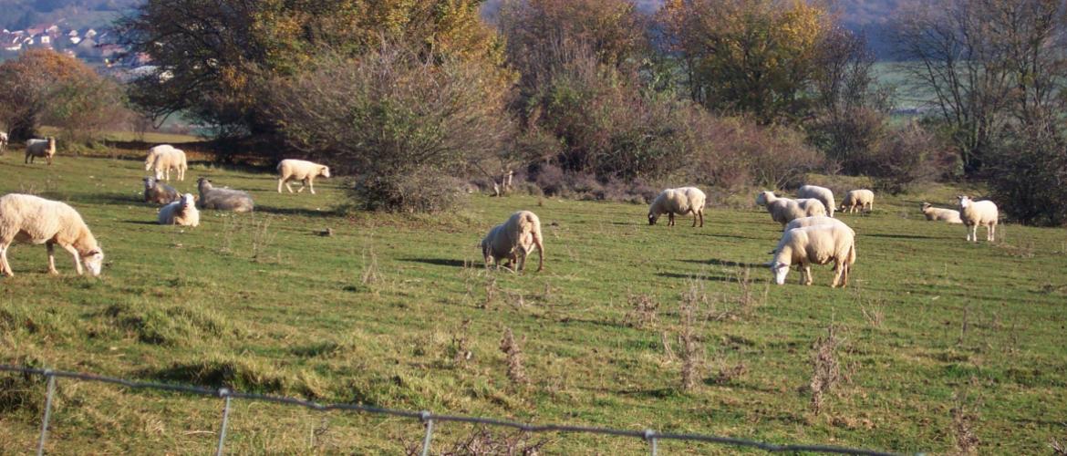 En élevage ovin, les pathologies du pied sont monnaie courrante : pour les identifier, les prévenir et les guérir, un petit guide pratique vient de paraître. Crédit photo : AC