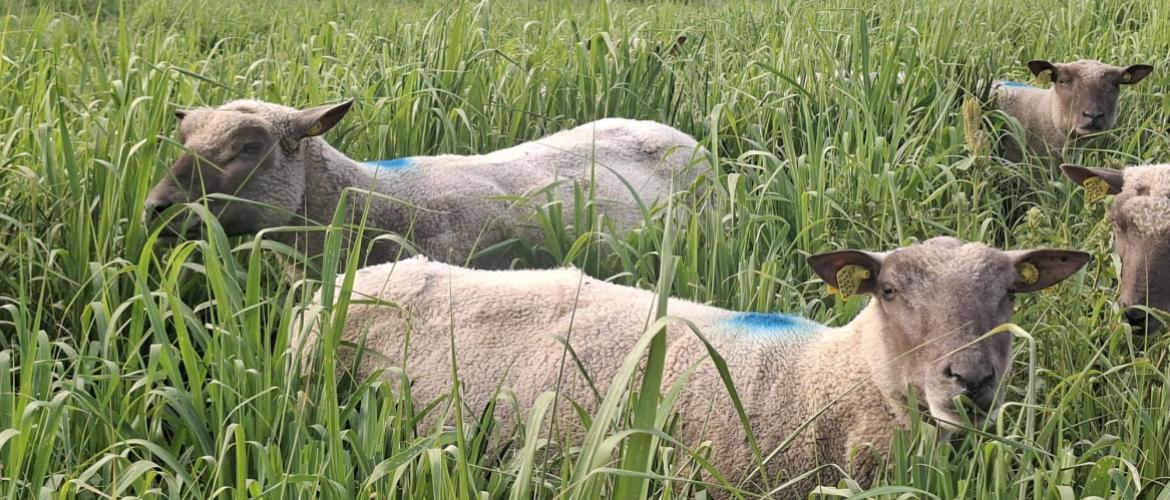 Semées au printemps, les dérobées d’été sont pâturées par les brebis de juillet à octobre. Crédit photo : CIIRPO