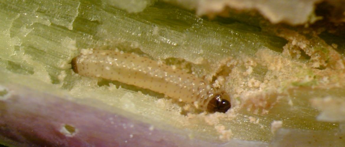 La larve de grosse altise met à mal depuis plusieurs années les cultures de Colza en Bourgogne-Franche-Comté (Crédit Réussir).