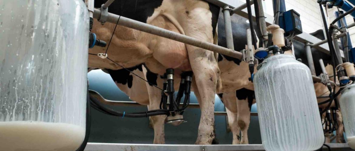 La décision de Lactalis préoccupe les producteurs laitiers au-delà des bassins de collecte directement concernés. (crédit Zmeel)