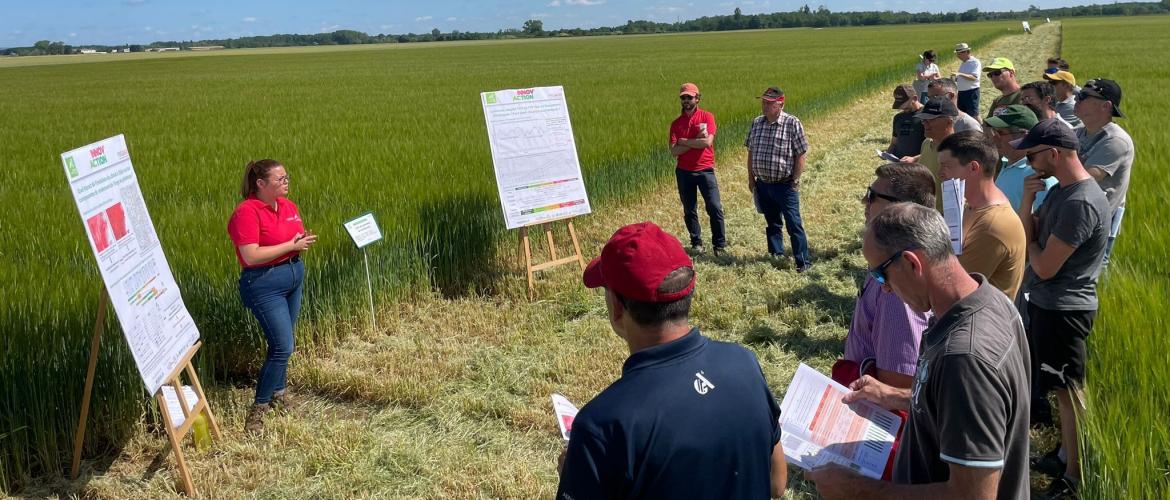 Tester de nouveaux itinéraires techniques sur orges dans l'objectif de réduire les charges opérationnelles toute en préservant la marge brute : c'est tout l'objet des essais présentés le 7 juin. Crédit photo : Berty Robert