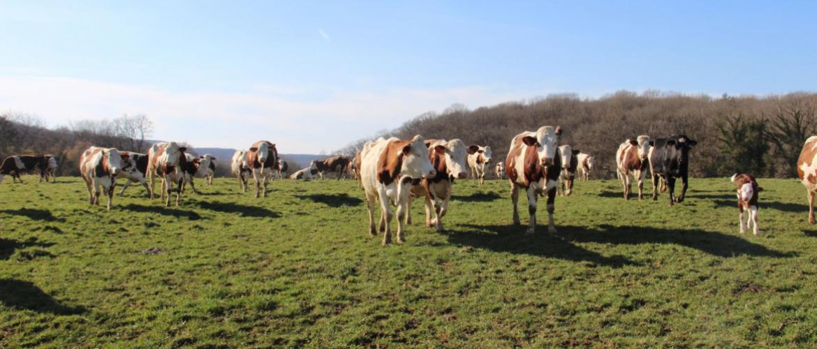 A la faveur des températures clémentes de ce début mars, la pousse de l'herbe est repartie en plaine. Crédit photo : A.Coronel
