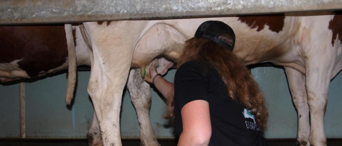 La santé des mamelles reste un enjeu économique déterminant. Crédit photo : A.Coronel