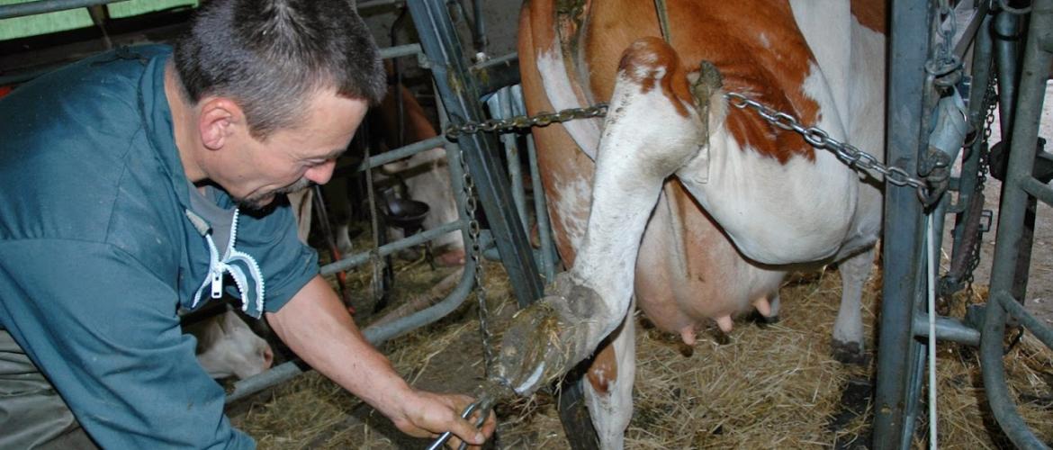 La maladie de Mortellaro dégrade la locomotion des animaux touchés. Crédit photo : AC