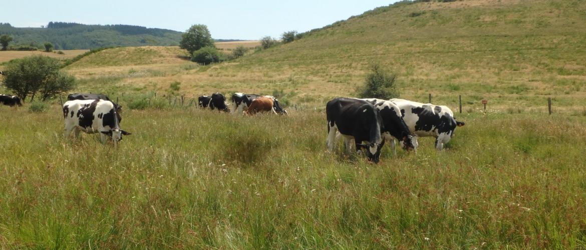 ELVEA France invite tous les éleveurs bovins à la plus grande attention au sujet de l'information concernant les douves,   