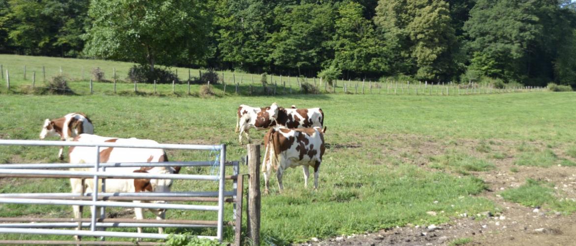 Les douves sont des parasites hépatiques courants chez les bovins. Crédit photo : AC