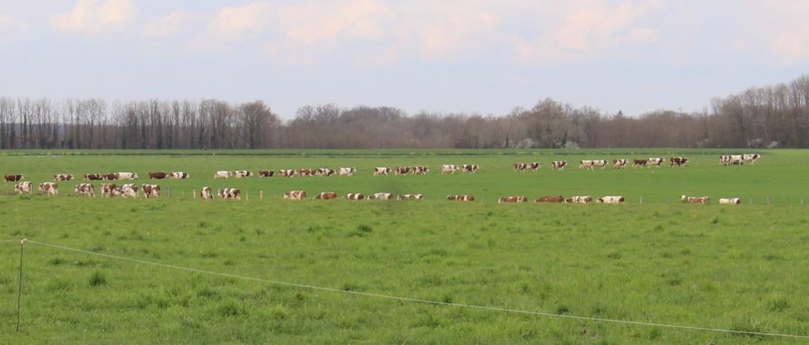 La gestion du pâturage est complexe à cause du déséquilibre permanent entre l'offre fourragère, variable selon les conditions climatiques, et les besoins du troupeau, quasi constants sur une période donnée. Crédit photo : AC