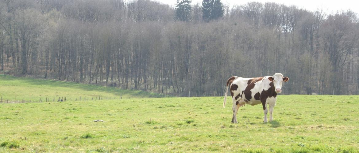 Beaucoup d’éleveurs craignent, à tord ou à raison, une résurgence de la DNC à la période de la mise à l’herbe, avec la pression des insectes hématophages...
