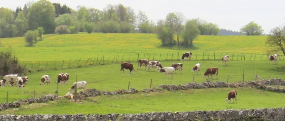 Une des voies de cette autonomie alimentaire est la gestion de l’herbe à destination de l’alimentation des troupeaux bovins laitiers. Crédit photo : A.Coronel Une des voies de cette autonomie alimentaire est la gestion de l’herbe à destination de l’alimentation des troupeaux bovins laitiers. Crédit photo : A.Coronel