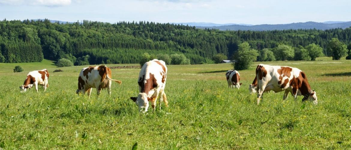 Le suivi individuel reste essentiel pour ajuster la ration au plus juste. Crédit photo : A.Coronel