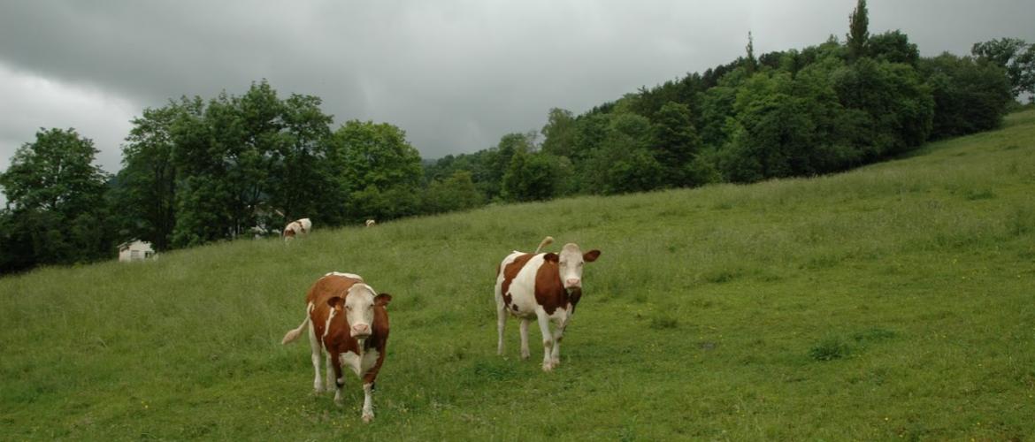 La croissance de l’herbe a repris, mais les épisodes pluvieux qui se succèdent sans répit ne facili-tent pas son exploitation. Crédit photo : AC