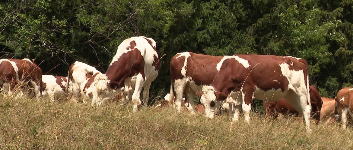 La sécheresse estivale a compromis le pâturage et la constitution de stocks fourragers pour les producteurs en lait de foin.