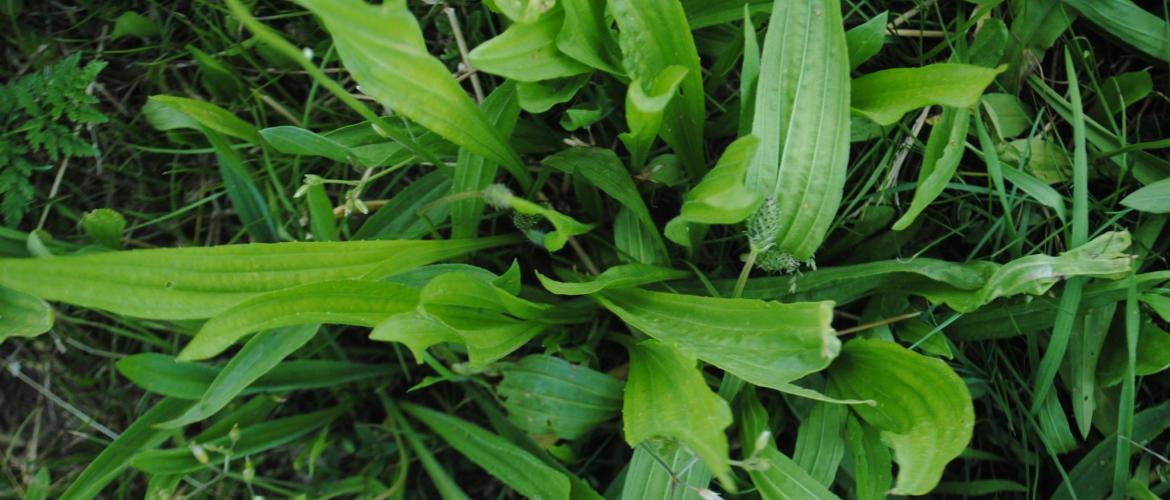 Le plantain se satisfait d’un apport azoté organique. Crédit photo : CIIRPO