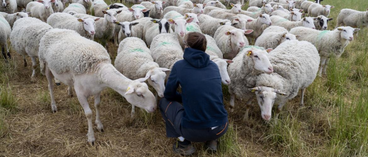 Une étude récente a permis de vérifier que le pâturage hivernal était compatible avec le bien-être animal et les performances zootechniques. Crédit photo : Cirpo