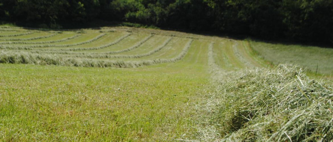 Attention aux taupières qui sont responsables de listériose. Crédit photo : Ciirpo