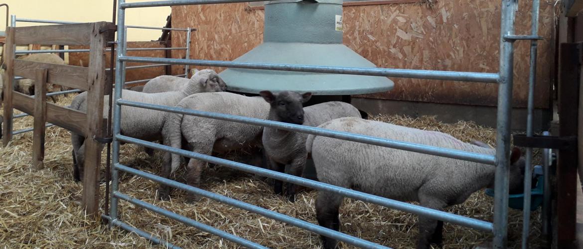 Les graines de soja crues se substituent aux céréales dans la ration des brebis et des agneaux. Crédit photo : CIIRPO