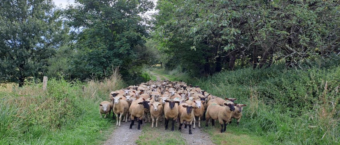 Rentrer en bergerie des agneaux d’herbe est toujours délicat. Crédit photo : CIIRPO