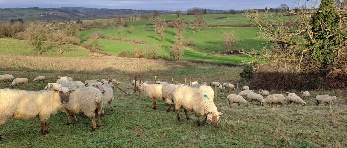 Un des ateliers de la journée technique du CIIRPO sera consacré aux intérêts de faire pâturer les brebis derrière les vaches en hiver
