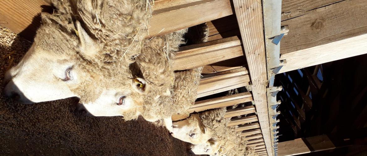 Distribuer un aliment particulièrement appétent avec la céréale (du complémentaire azoté par exemple) permet de les attacher plus facilement. Crédit photo : CIIRPO