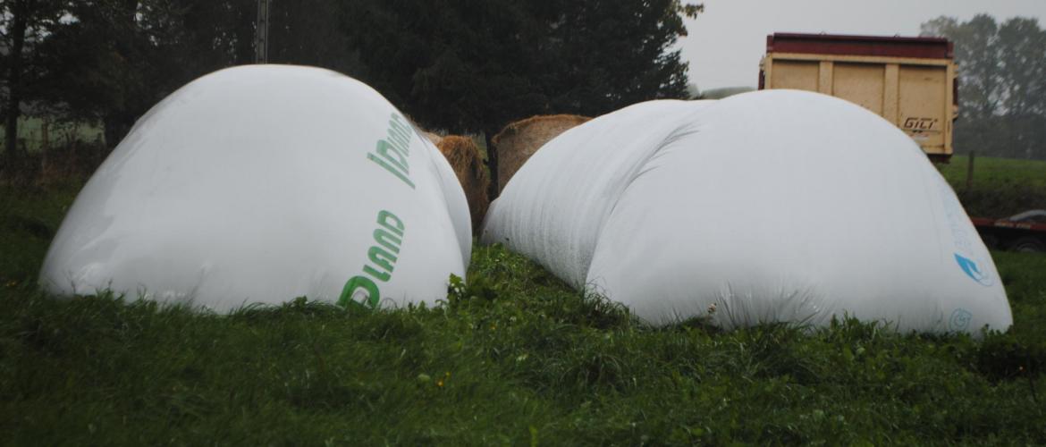 Ramenée à la matière sèche, la valeur alimentaire du maïs grain récolté humide est la même que celle du maïs grain sec. Crédit photo : CIIRPO