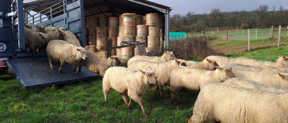 En hiver, une partie des brebis pâture chez des voisins éleveurs de bovins. CP : CIIRPO