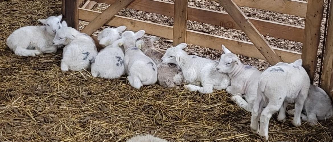 Les agneaux sont sensibles aux parasites dès leur plus jeune âge. Crédit photo : CIIRPO