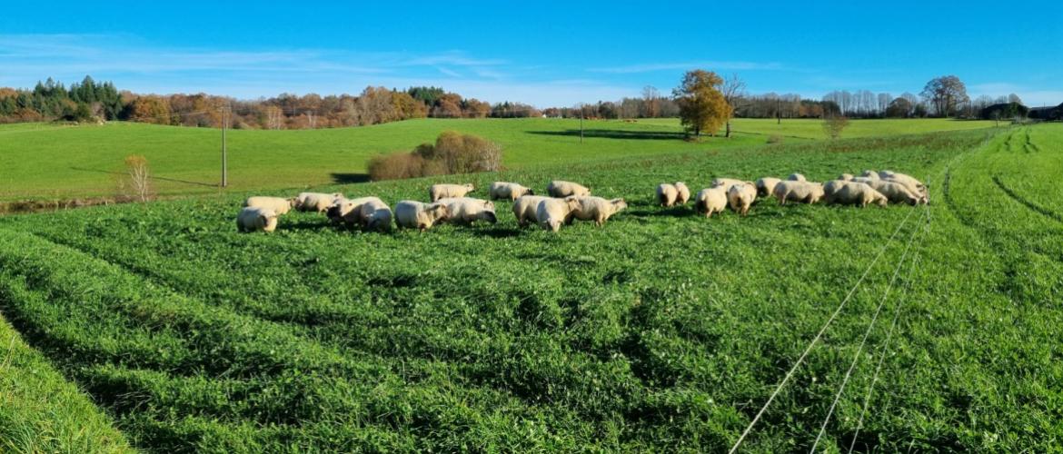 L’herbe résiduelle en début d’hiver serait perdue si elle n'était pas pâturée. Crédit photo : CIIRPO
