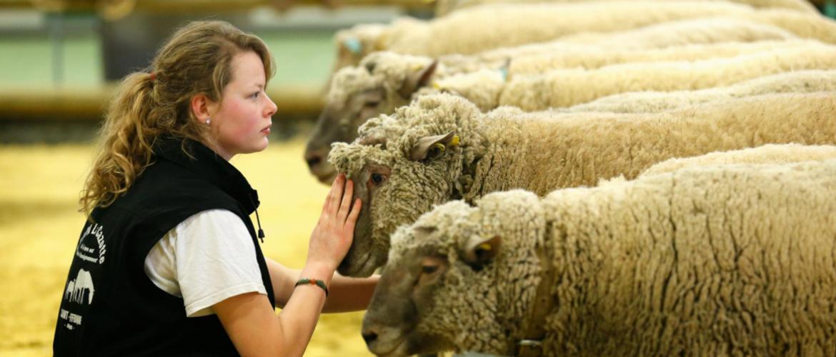 La laine est un sous-produit de la production ovine dont la valorisation est devenue difficile. Crédit photo SIA-Ap-Foucha