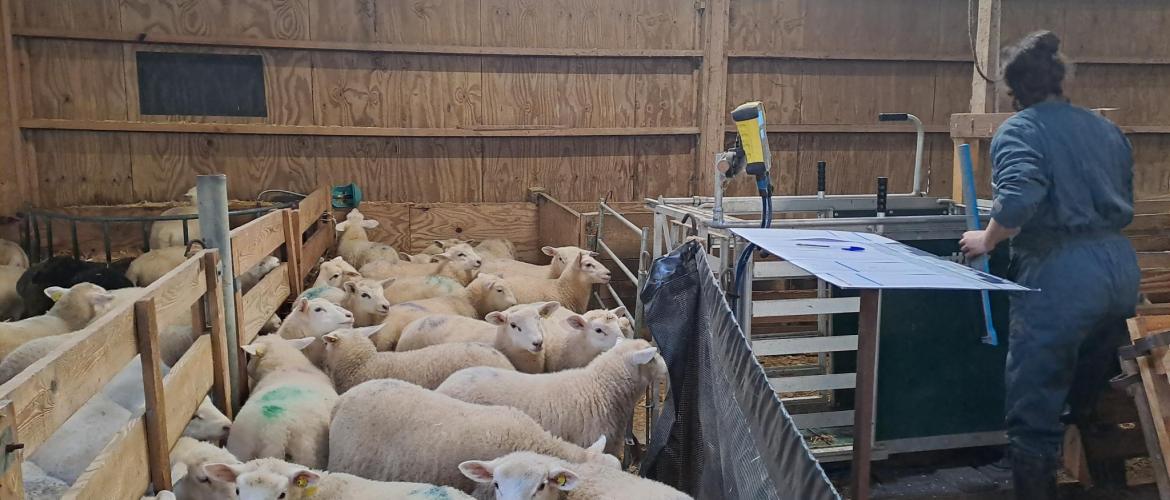 Des croissances modérées pour une production laitière optimum. Crédit photo : CIIRPO