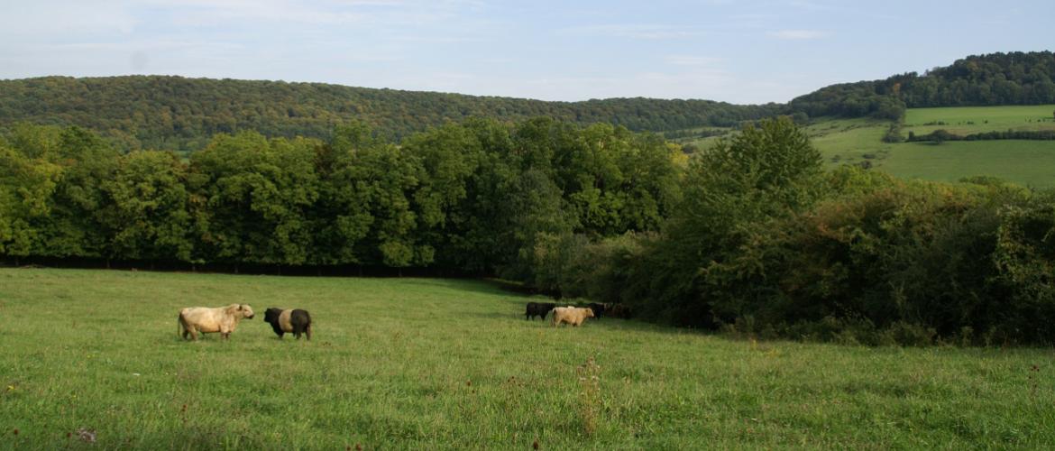 Les haies constituent des infrastructures agroécologiques dont l'entretien durable peut donner lieu à un paiement dans le cadre de la nouvelle PAC. Crédit photo : Alexandre Coronel