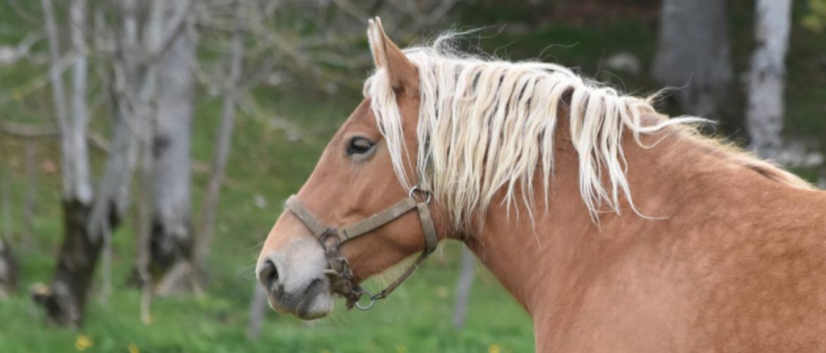 180 élèves de cinq établissements agricoles réunis à la MFR de Combeaufontaine pour le concours de pointage du cheval Comtois, le 9 octobre.