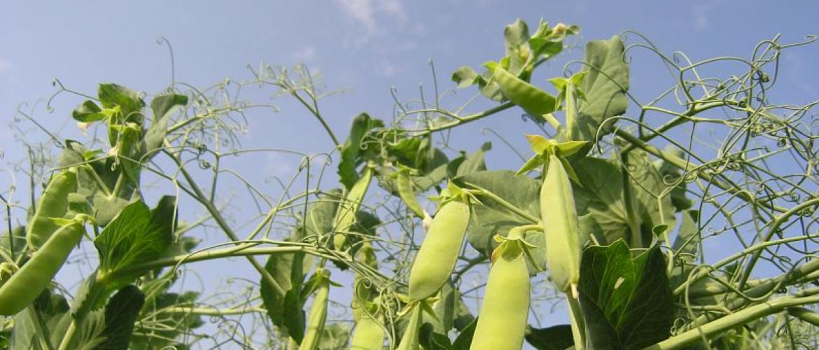 La douceur des hivers autorise le semis plus tardif des protéagineux, tels que le pois et la fèverole d'hiver. Crédit photo ; Terres inovia 