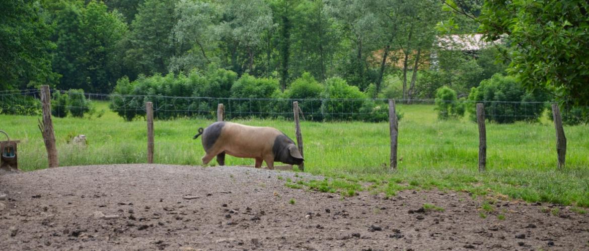 Assurer la biosécurité des porcs élevés en plein air est un véritable casse-tête sanitaire : il faut prévenir tout contact avec la faune sauvage, vectrice potentielle de graves maladies, telles que la peste porcine. Crédit photo : A.Coronel