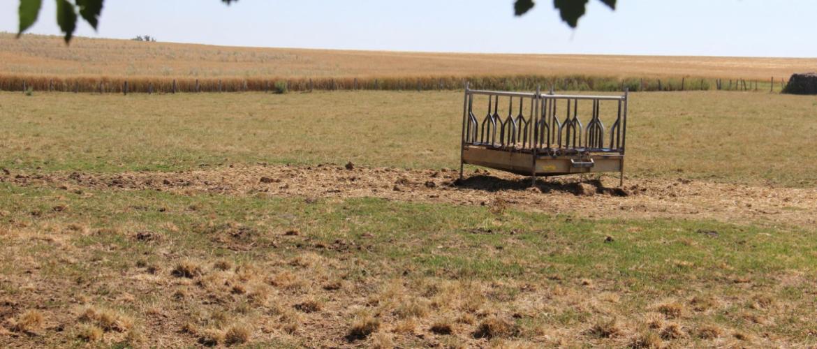 La sécheresse combinée à des température élevées fait basculer les graminées en mode survie : c’est la dormance estivale, un arrêt végétatif en attendant le retour de conditions favorables. Crédit photo : A.Coronel