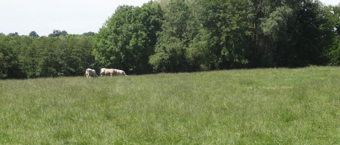 Carole Gigot a pu donner des indicateurs objectifs de dégradation d’une prairie : modification défavorable de sa composition botanique, zones de vide, baisse de la productivité…