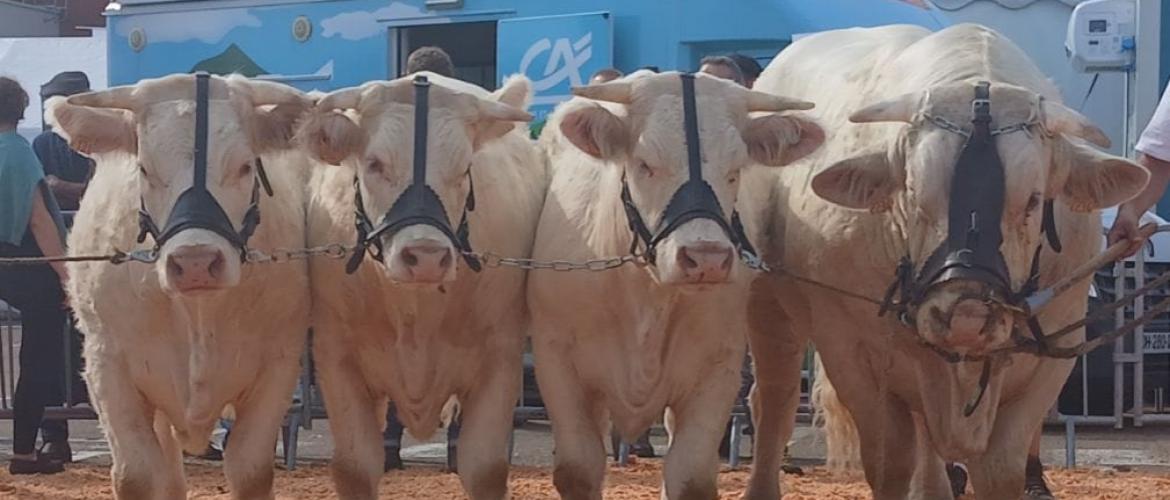 Une, Ulla, Une Vache et et Théodat, 2ème prix d'élevage pour l'Earl Mougin.