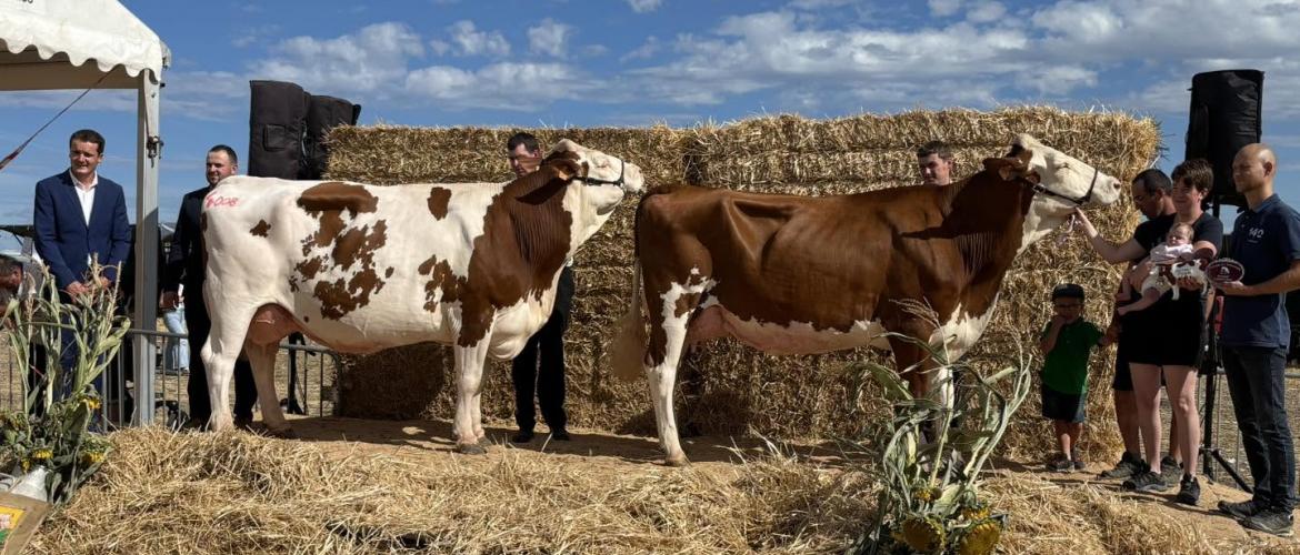 Doublé pour le Gaec du Feuret à Brevilliers avec les prix de Grande championne montbéliarde pour Topmodel (Piaggio sur Afene) à droite et de réserve Grande championne avec Ravissante (Maximo jb sur Afene) à gauche