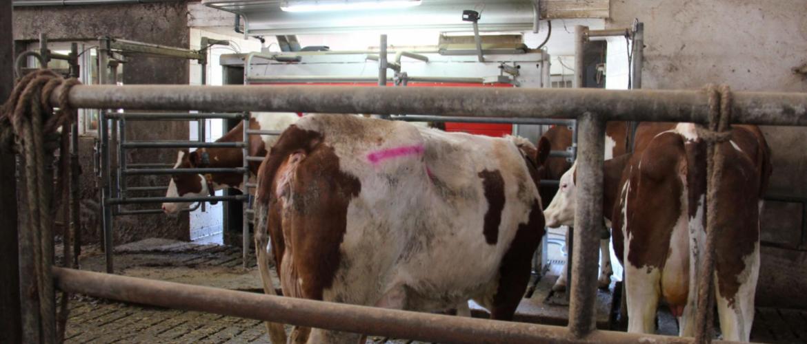 Un robot de traite Lely Astronaut A5 Next est venu remplacer le A4 initialement installé. Crédit photo : AC