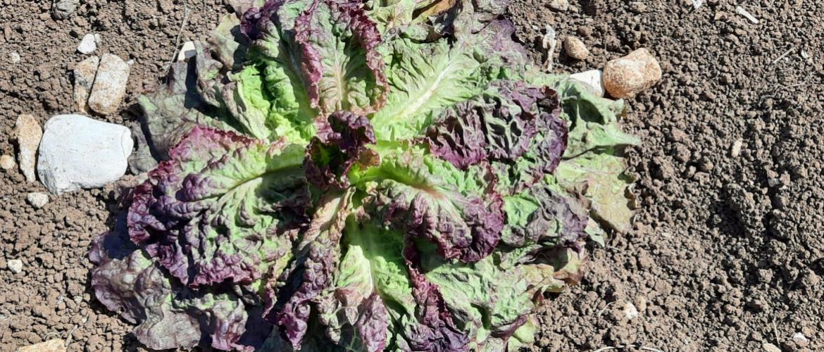 Les vagues de chaleur ont fait des dégât sur les cultures légumières : ici une salade de plein champ grillée par le soleil. Crédit photo : Noémie Cadoux/CA39