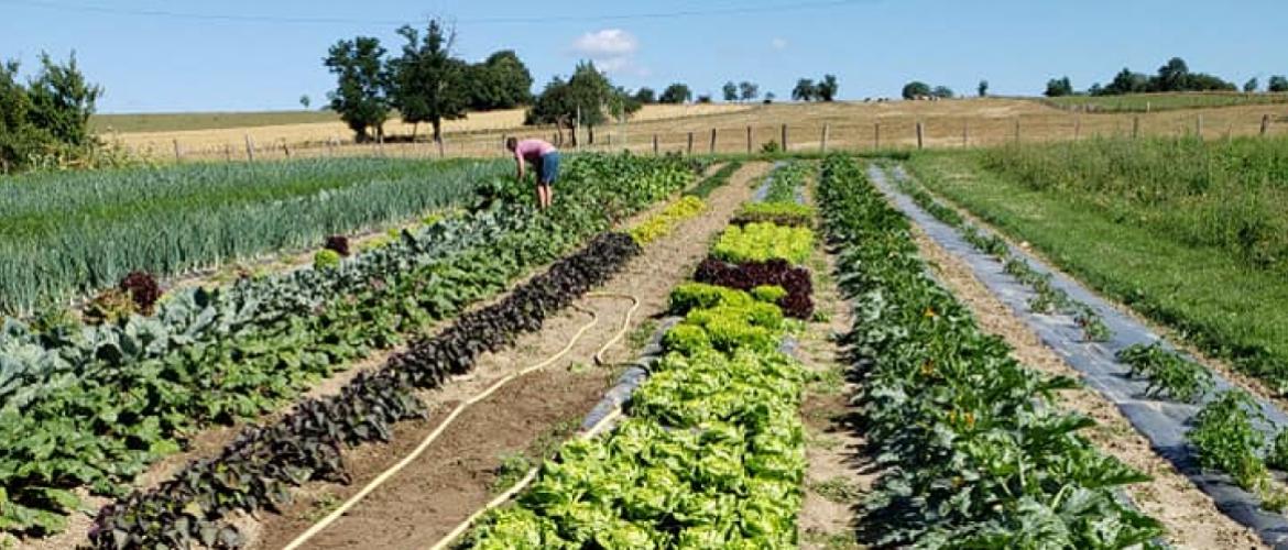 Il existe bien une offre et une demande en fruits et légumes frais et locaux, mais très marginale en termes de volumes. Crédit photo : AC