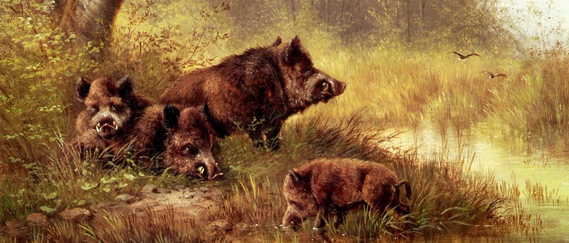 Sangliers de la Forêt Noire croqués par Moritz Muller en 1880.