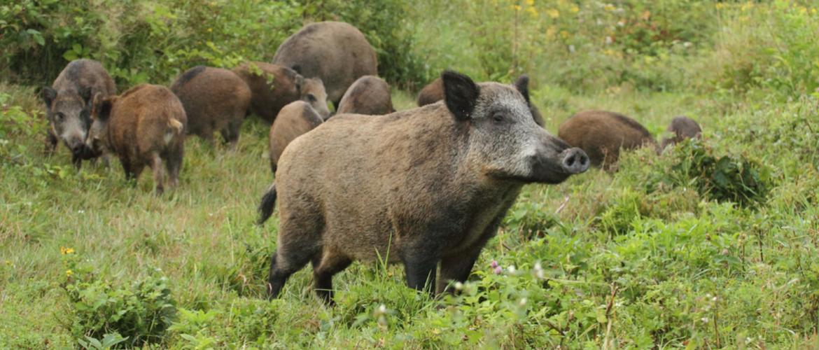 Le nombre de sangliers tués chaque année a été multiplié par un facteur de 20 depuis les années 70, ce qui donne une idée de la dynamique de sa population.