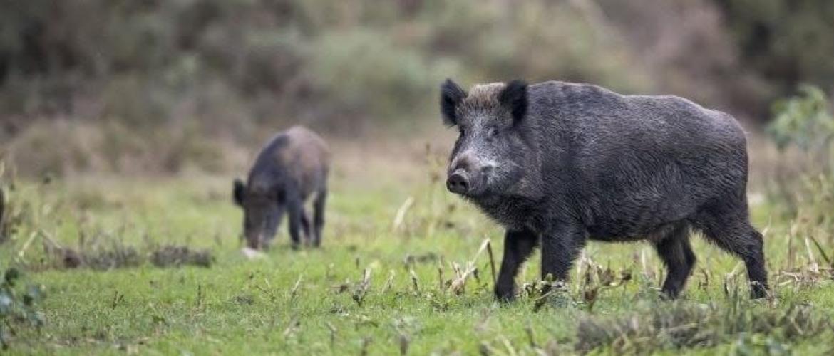 Les saccages des sangliers viennent encore dégrader des bilans fourragers déjà très déficitaires du fait de la sécheresse sans précédent.