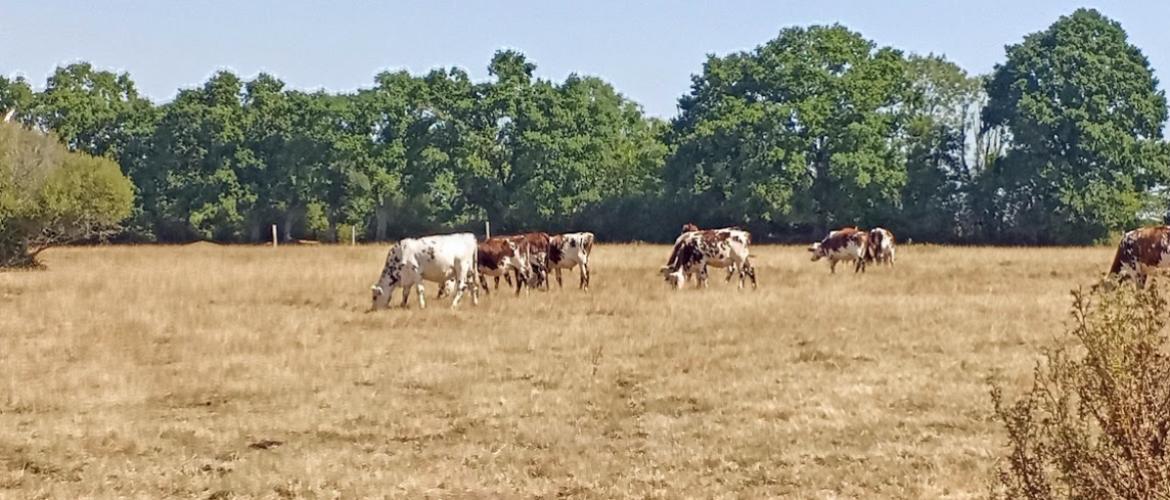 Comment les éleveurs de la grande région adaptent leurs pratiques aux incertitudes climatiques ? Crédit photo : A.Coronel